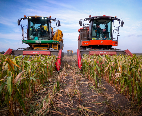 Насінництво